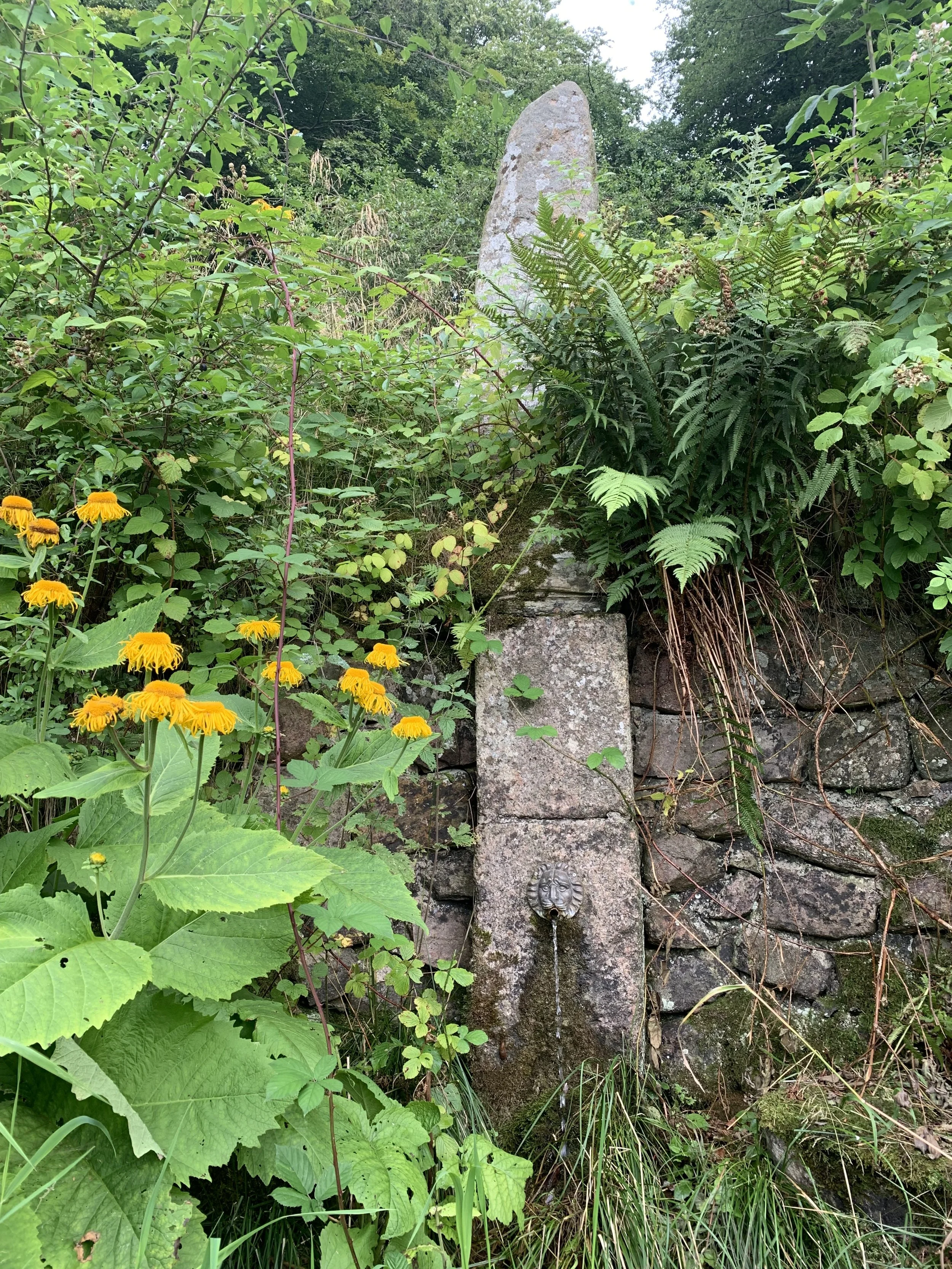 A spring with a stone fountain with a lion's head spout, embedded in a stone wall, surrounded by lush green plants and yellow flowers.