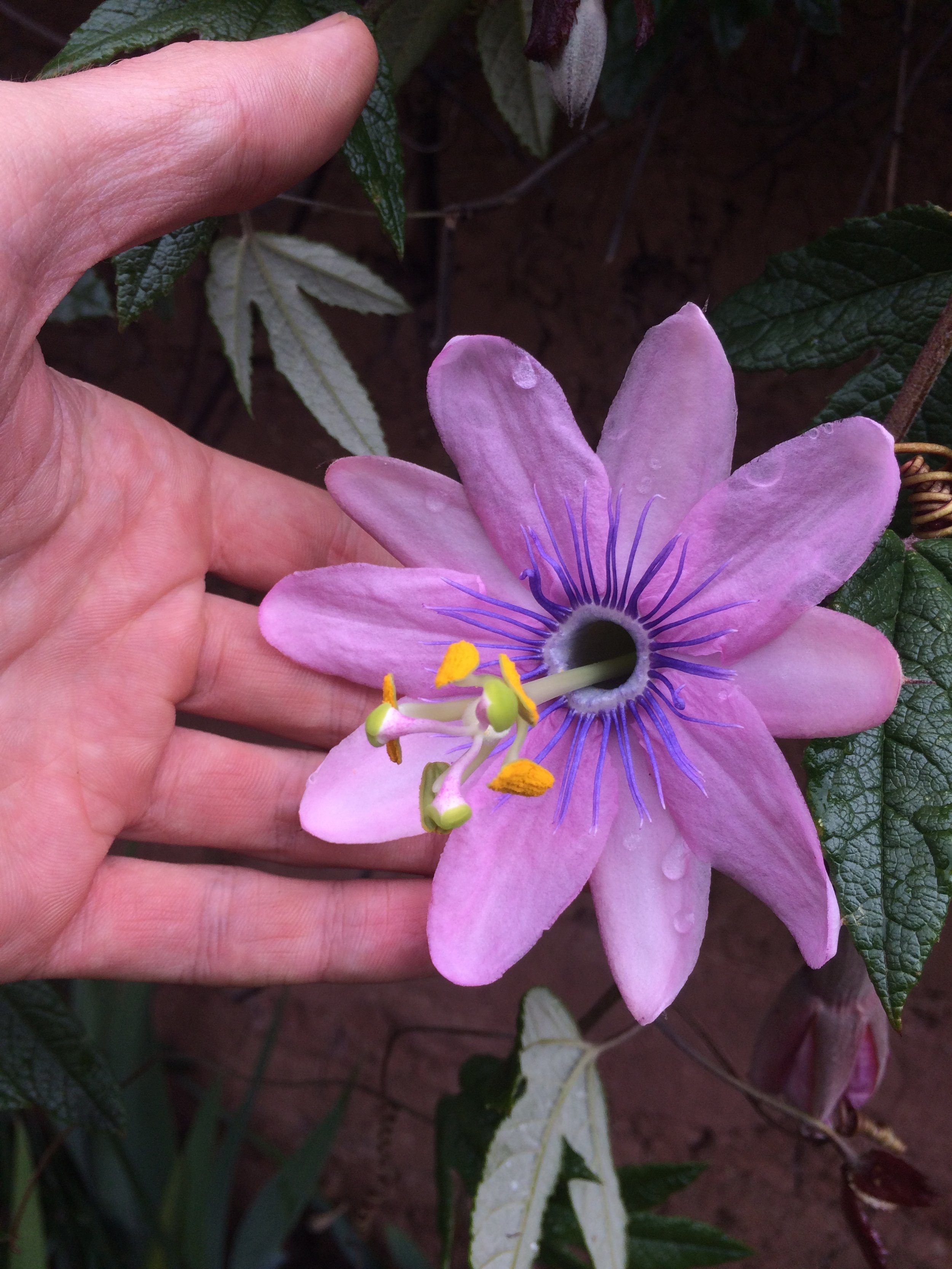 Close-up of a pink passionflower with purple filaments and yellow stamens, held by a person's hand with a background of green leaves.