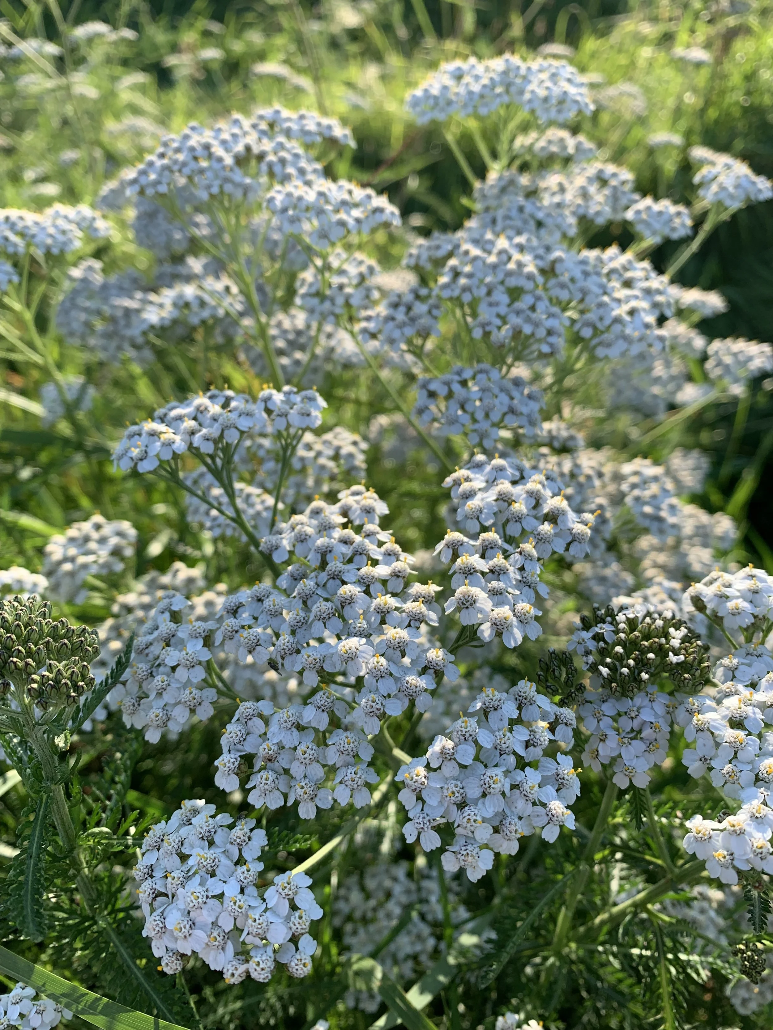 Close-up of Yarrow flowers blooming in a field with green grass.