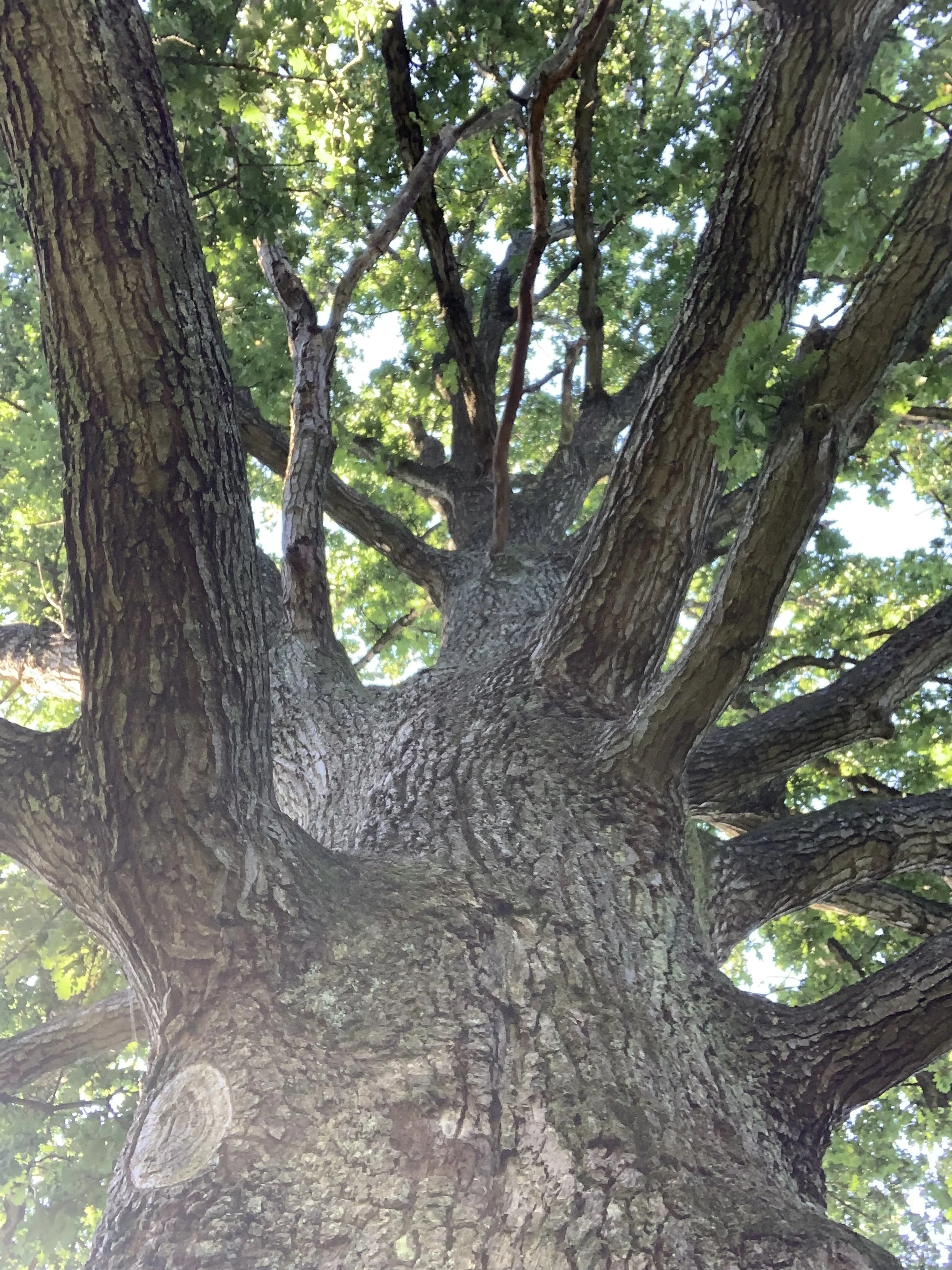 Close-up view of the trunk and branches of a Oak tree with green leaves and sunlight filtering through.