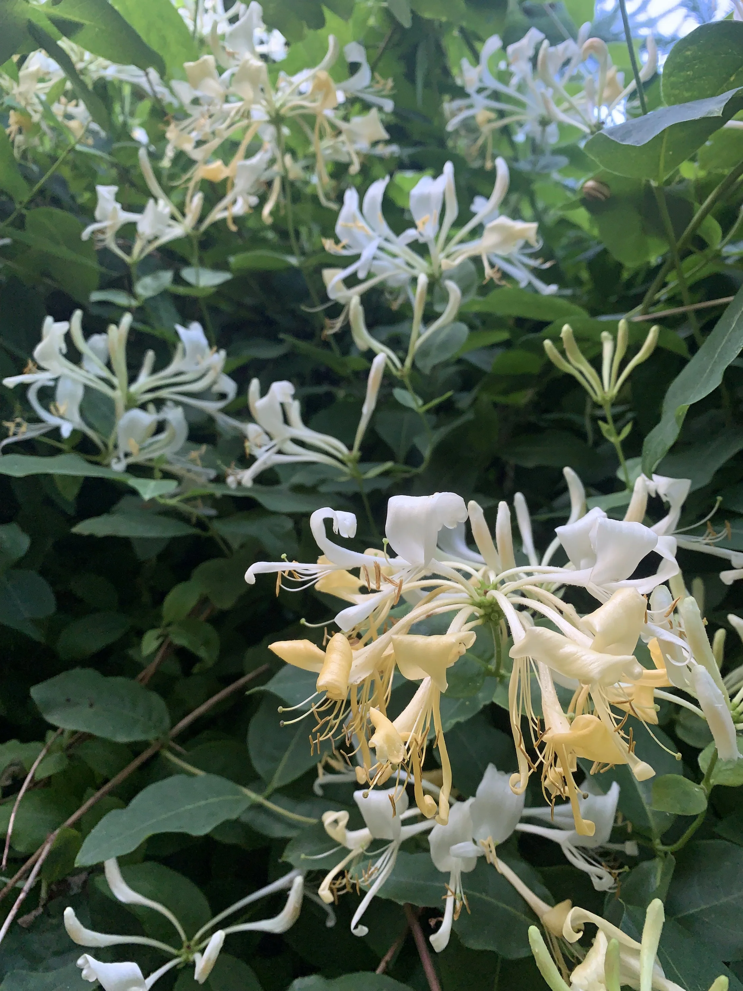 Close-up of white and yellow honeysuckle flowers among green leaves.