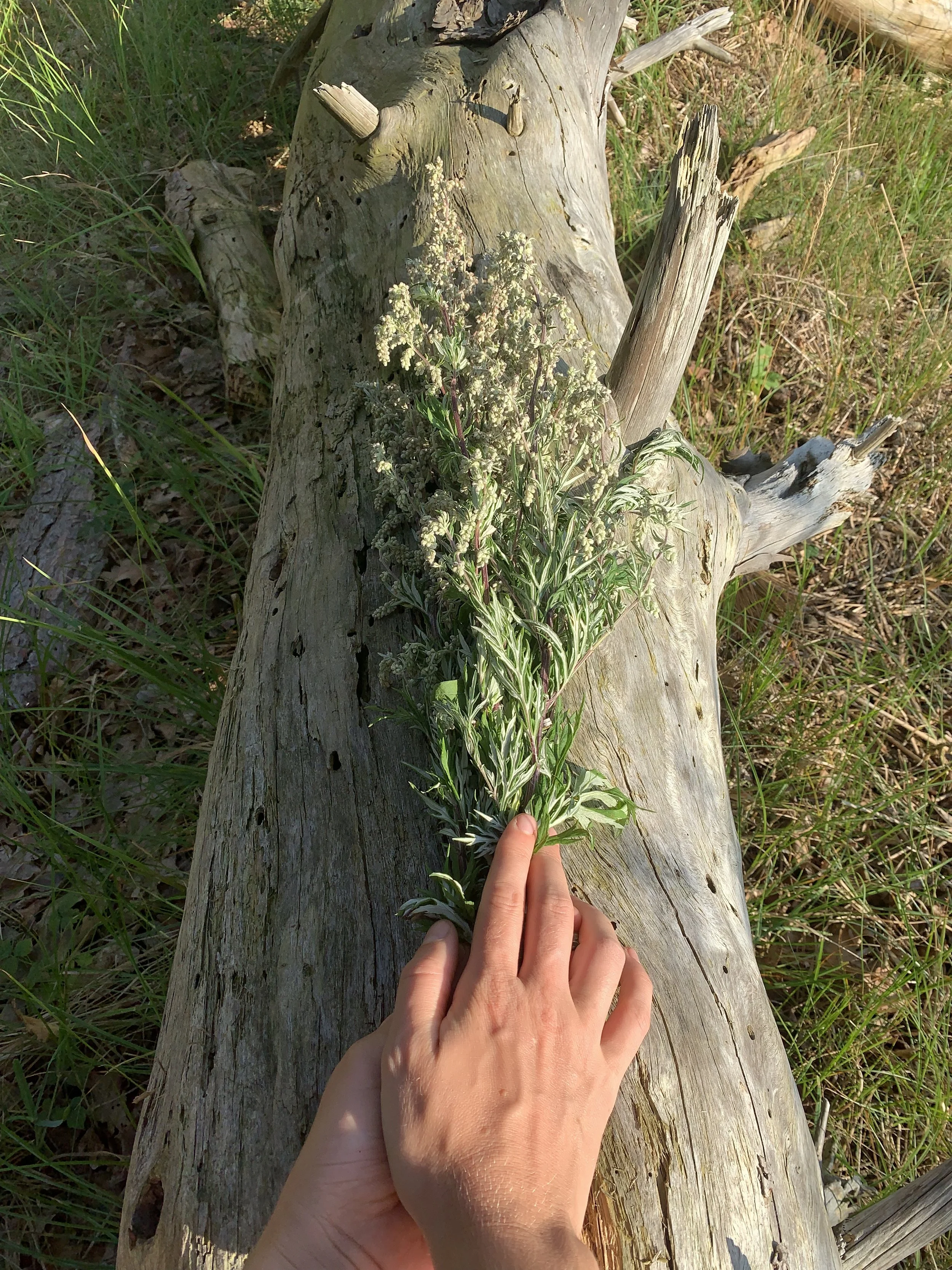 A hand holds a bunch of Mugwort over a weathered fallen log on a grassy area.