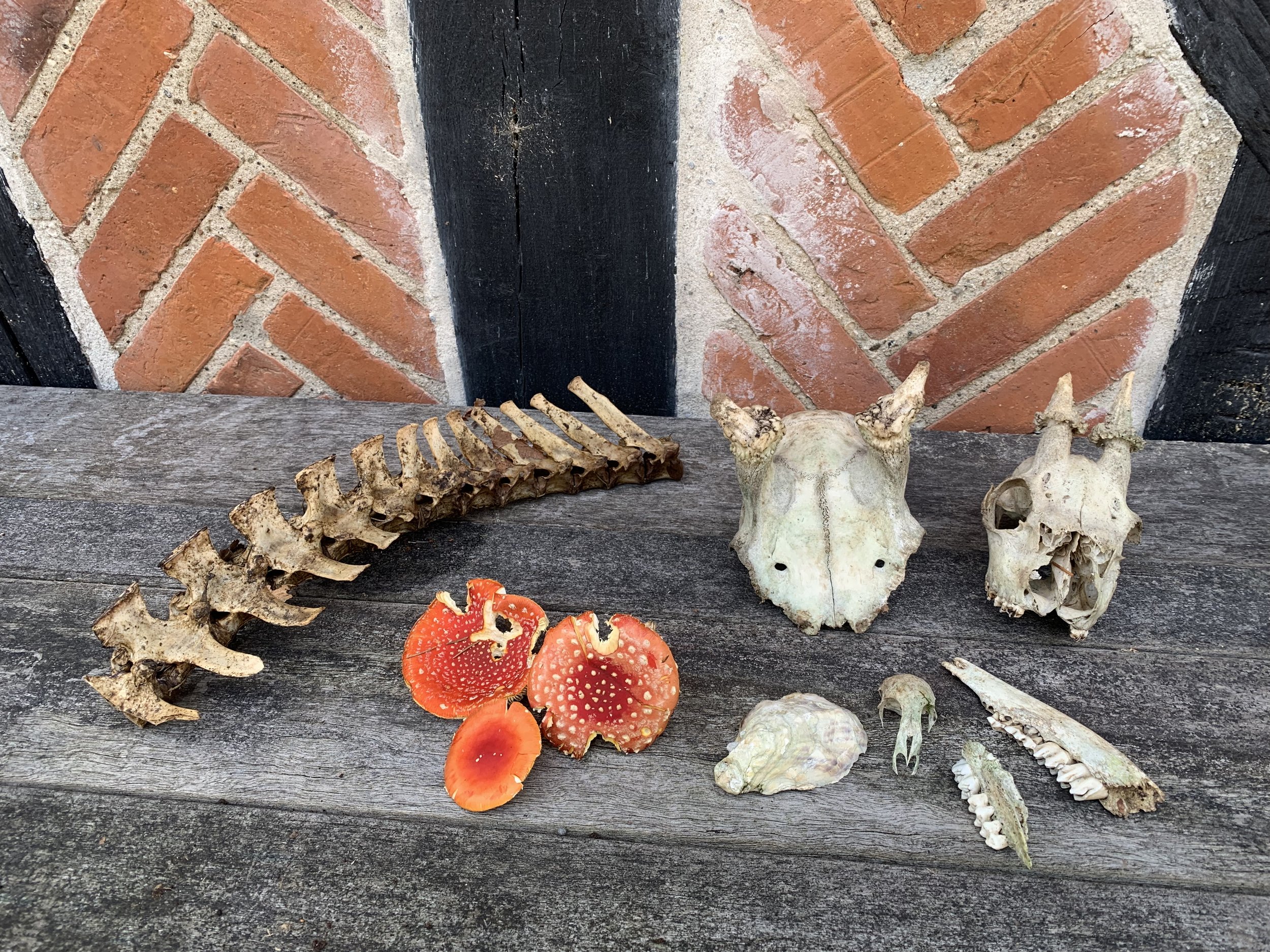 Animal skulls, a rib cage, Amanita mushrooms, and shells displayed on a weathered wooden surface with a brick wall background.