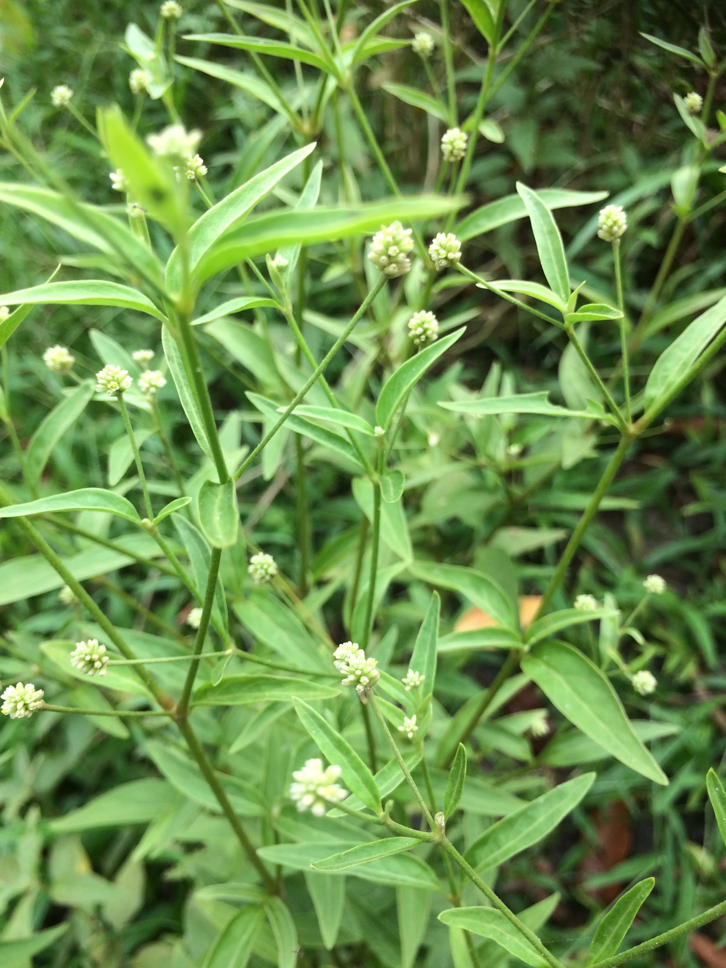 Green Marosa plant with small white flower clusters.