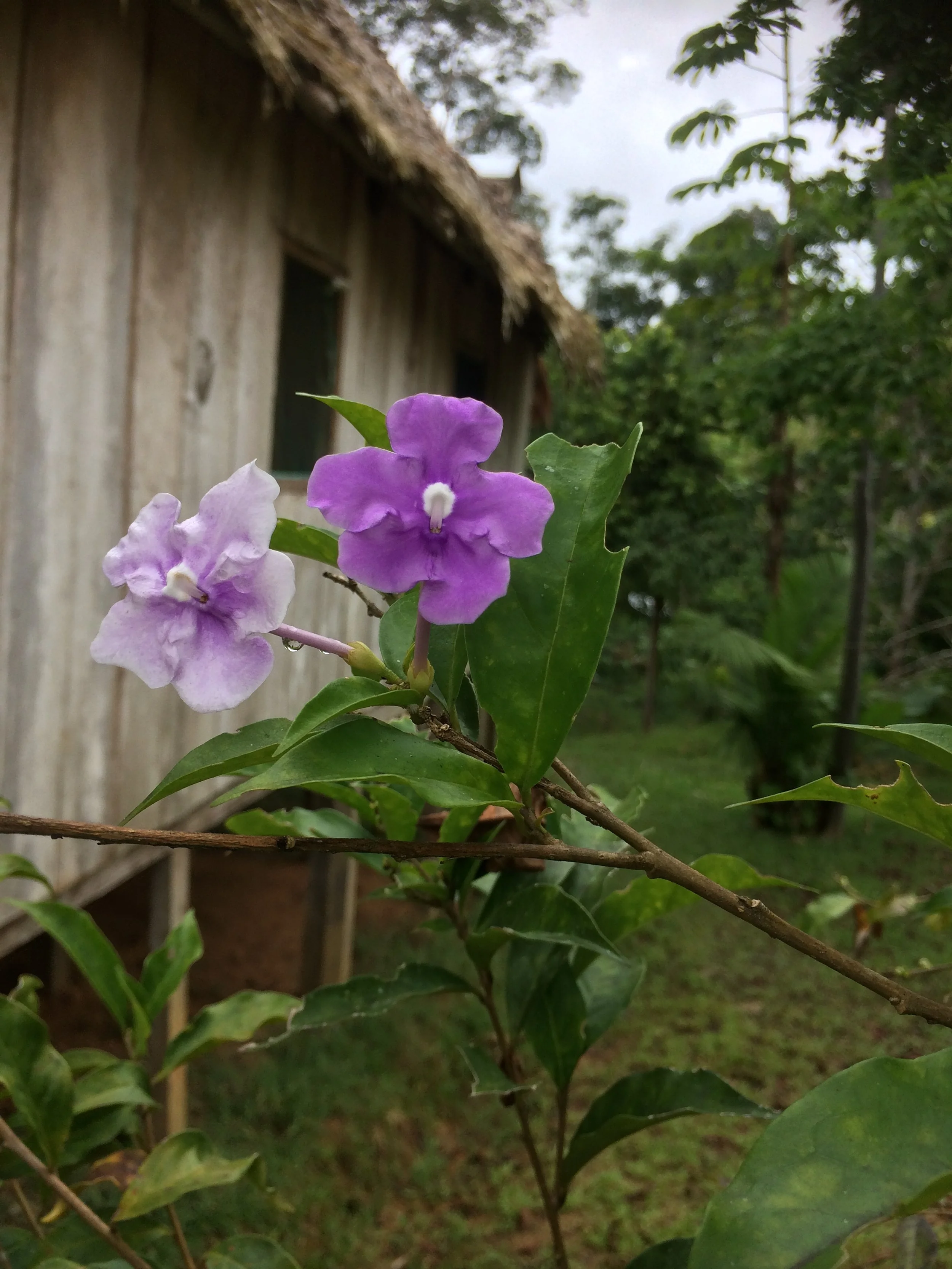 Chiric Sanango flowers on a leafy plant in front of a tambo with a thatched roof, surrounded by trees and greenery.