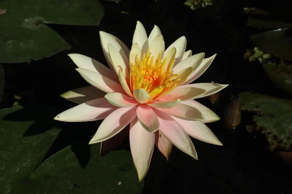 A pink and white water lily with yellow stamens floating on dark water, surrounded by lily pads.