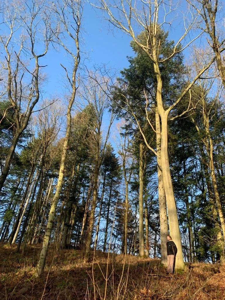 A person standing at the base of tall, leafless trees in a forest during daytime, with a clear blue sky above.