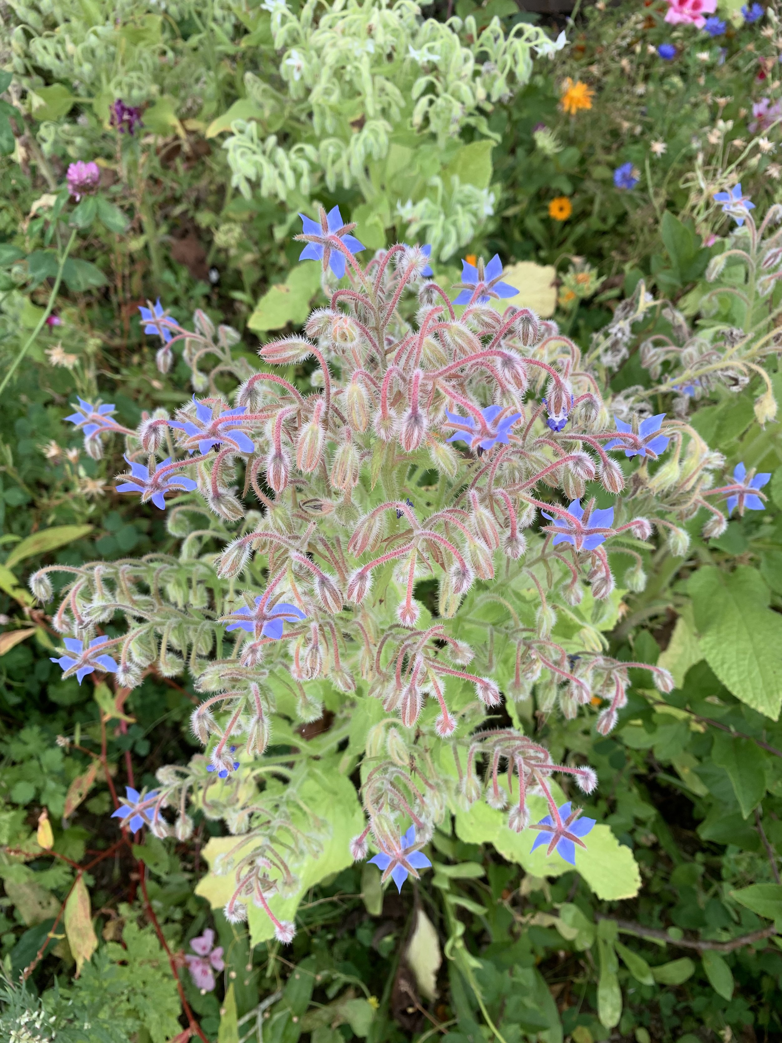 Close-up of Borage flower amongst other wild plants.