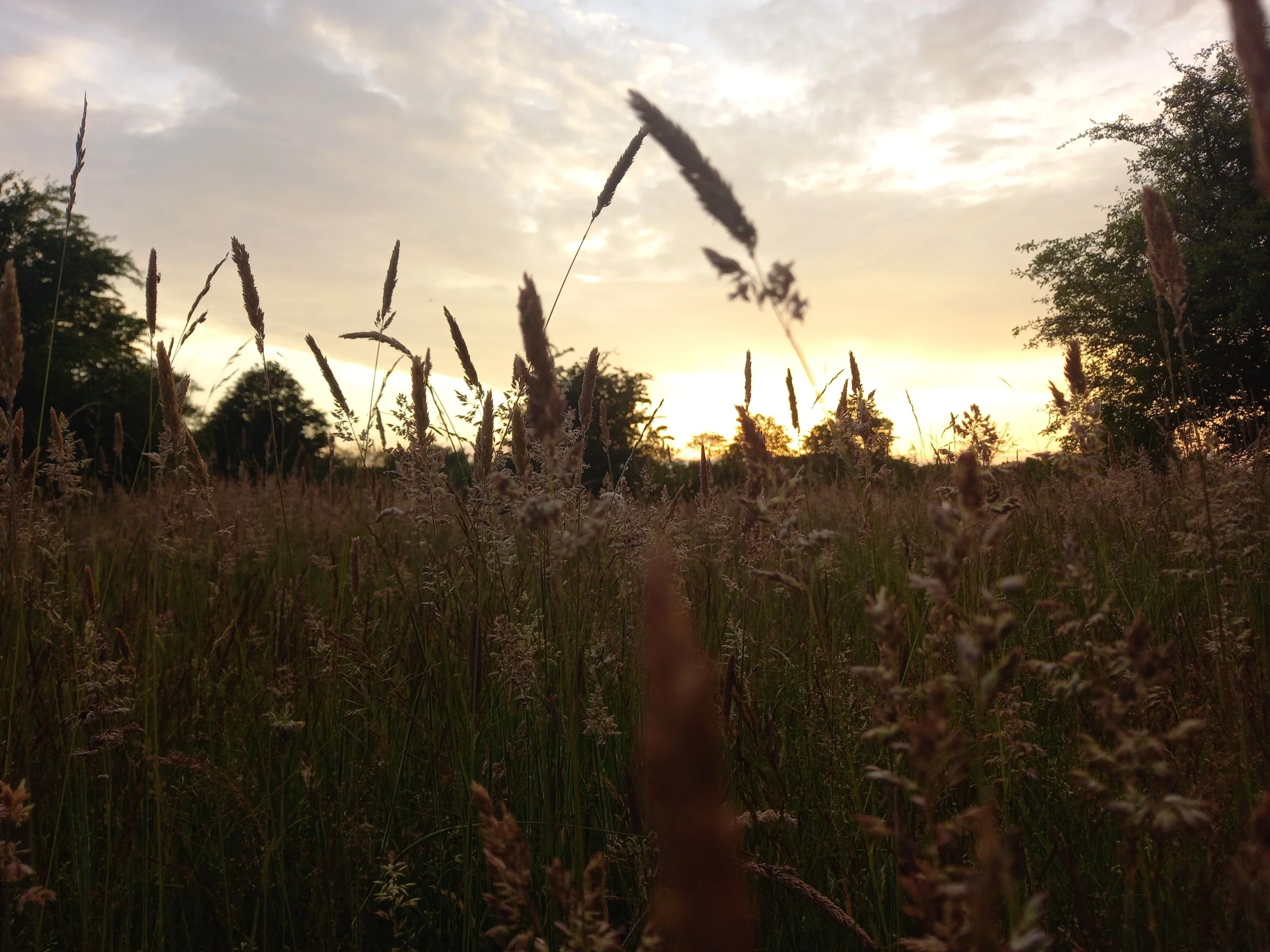 A field of tall grasses and wildflowers at sunset with the sky partly cloudy and trees in the background.