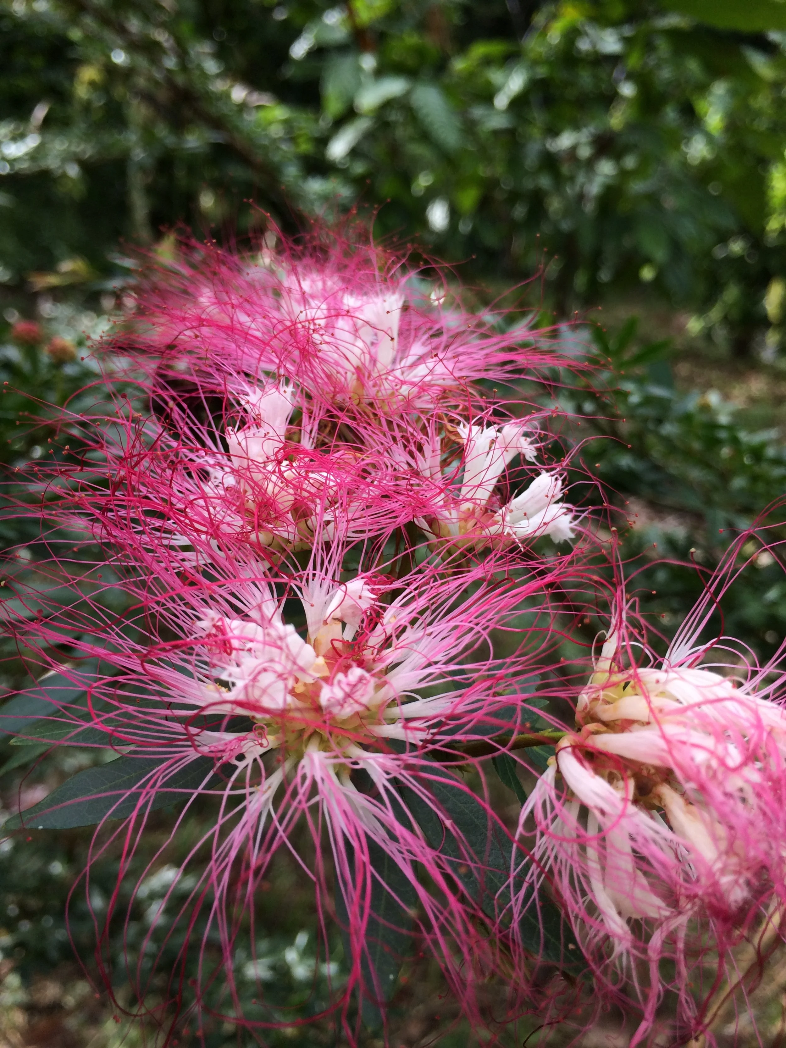 Close-up of pink Bobinsana flowers with long, thin, pink filaments and green leaves in background.