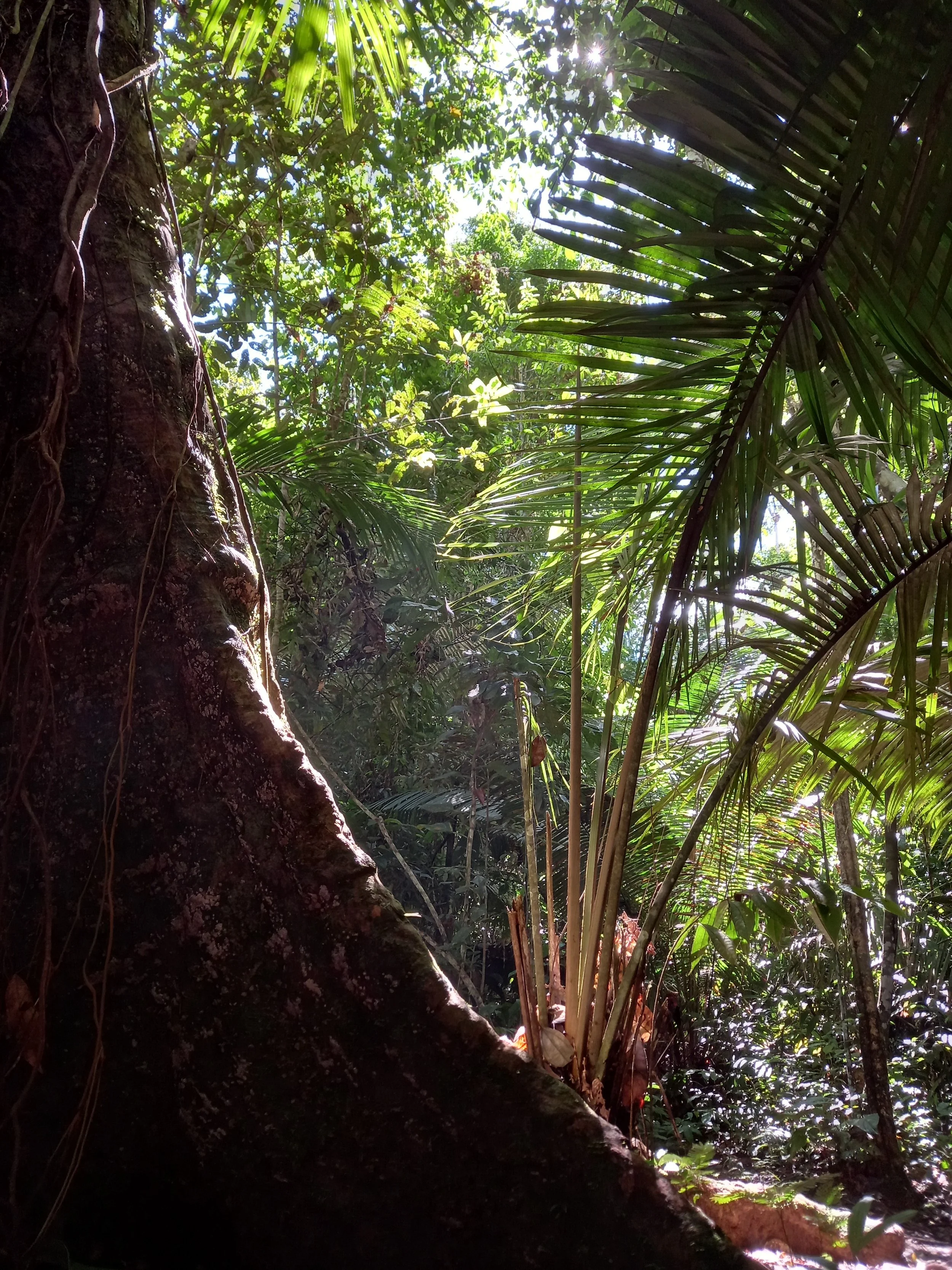 Dense tropical rainforest with large tree trunk on the left, sunlight streaming through the canopy, various green plants, and large palm leaves.