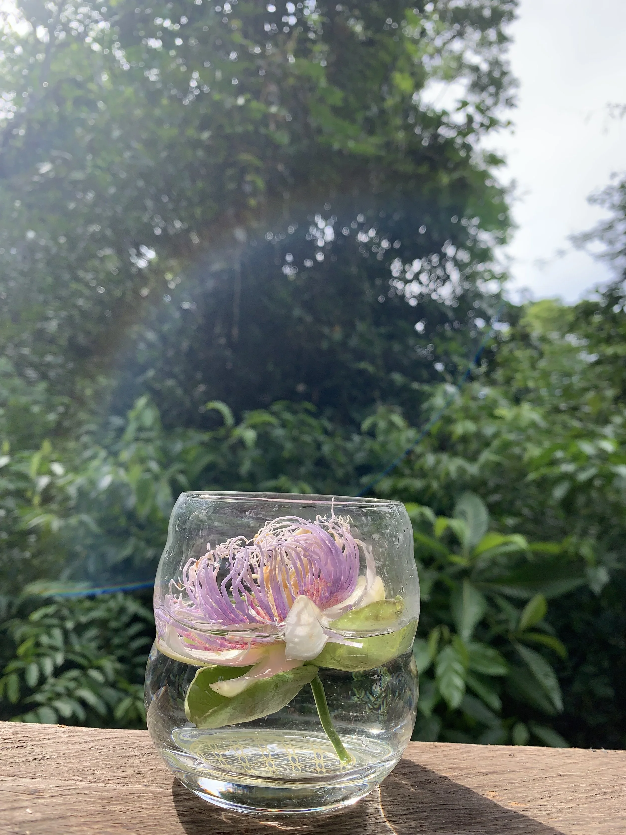 A glass with a passionflower floating in water, placed on a wooden surface outdoors with green foliage and trees in the background. It is an flower essence being made with the rays of the sun.