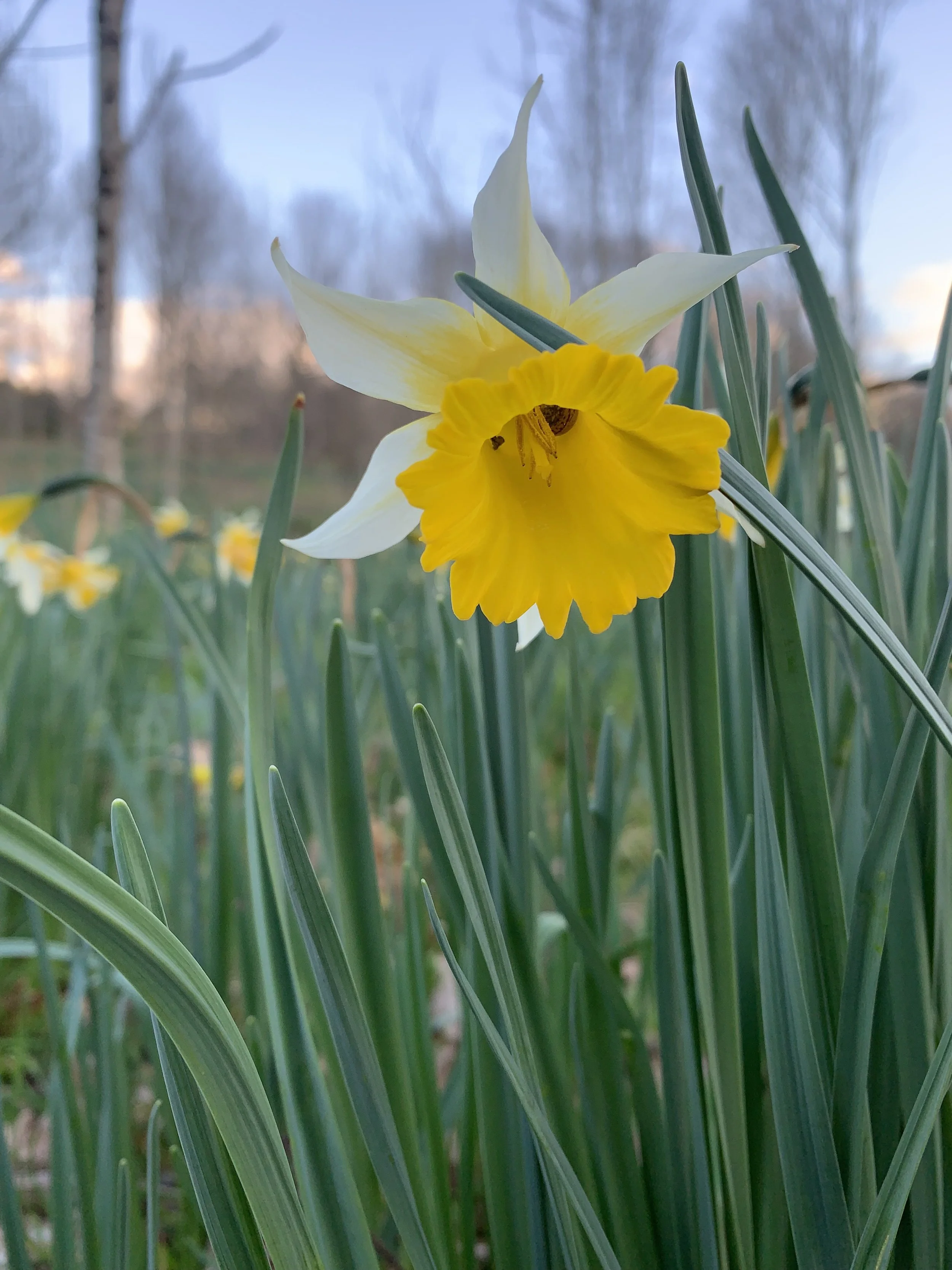 Close-up of a yellow and white daffodil flower among green grass with a blurry background of trees and sky.