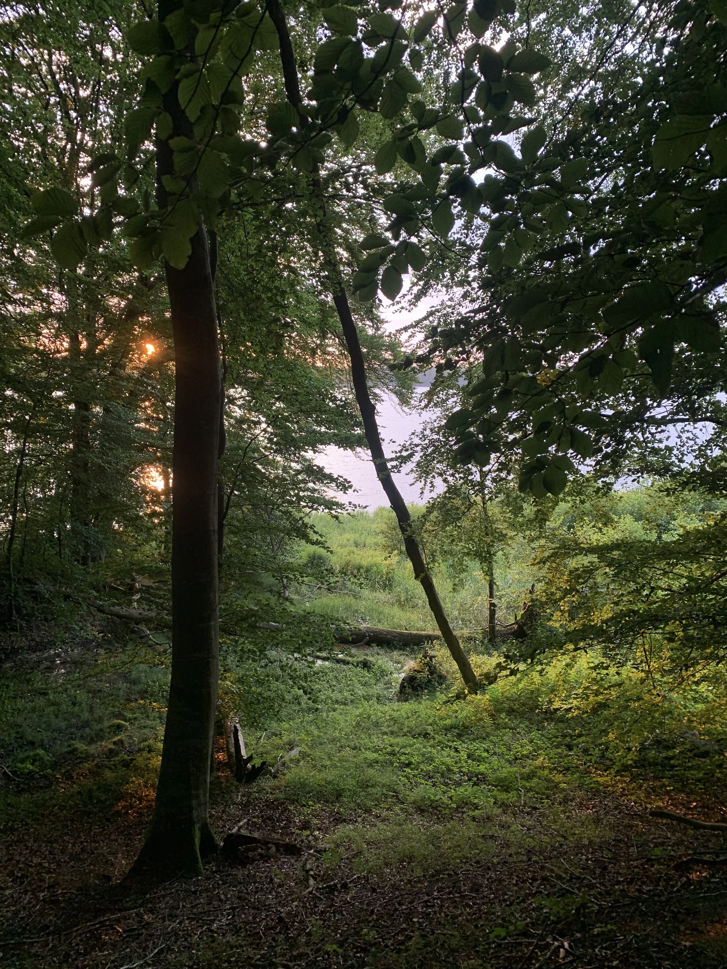 Forest scene during sunset with trees, green foliage, and a view of a lake or river through the trees.