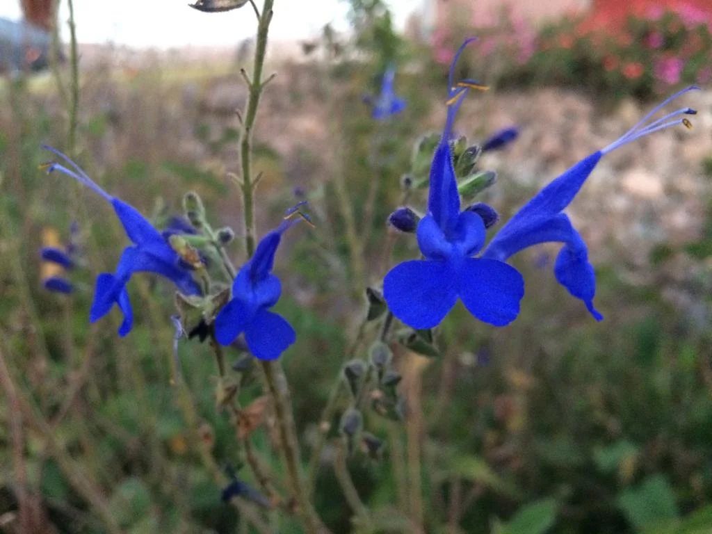 Close-up of a blue Sage flowering with thin petals and small buds in the background.