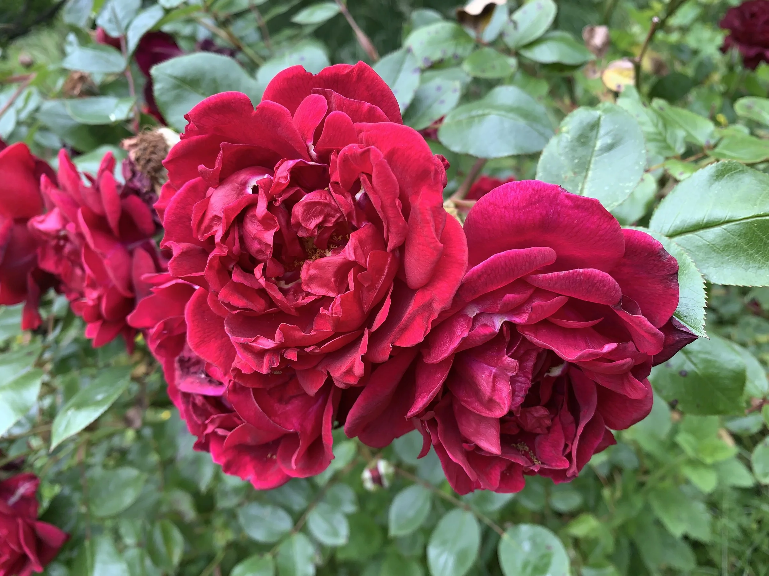 Close-up of vibrant red roses with lush green leaves.