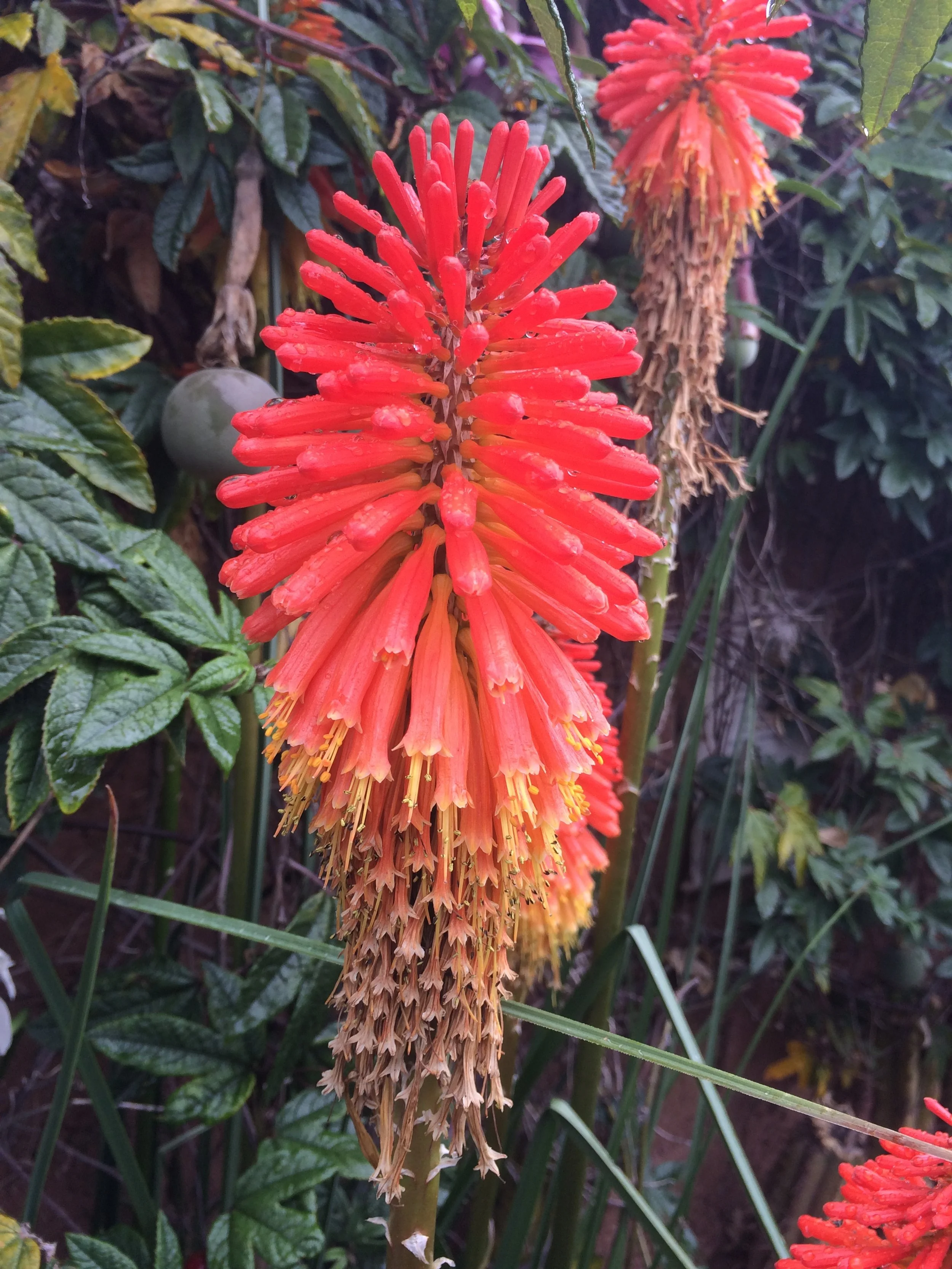 Close-up of a vibrant orange-red aloe flower with elongated tubular petals, surrounded by green foliage.