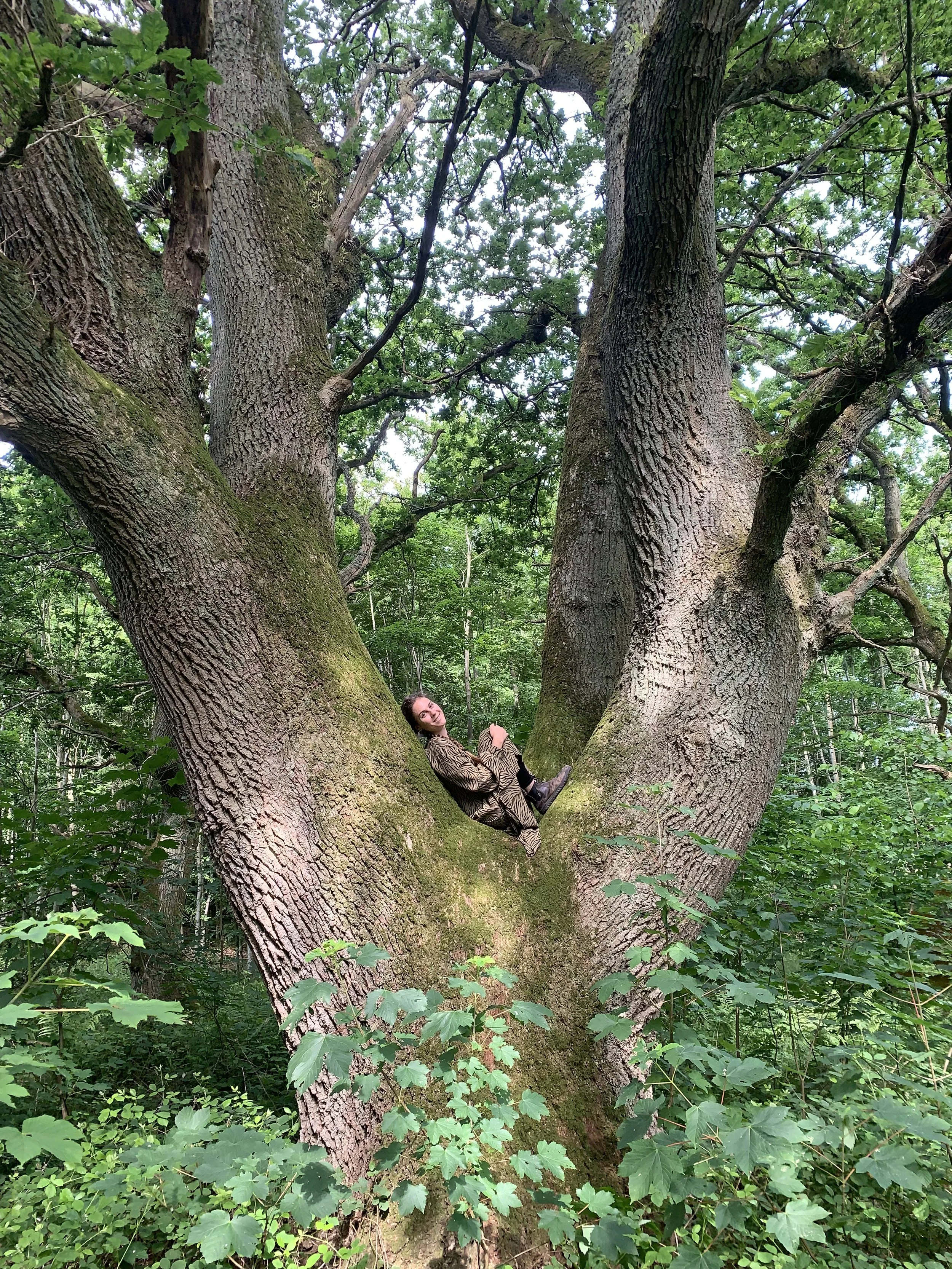 Kaya sitting in the crook of a large, mature Oak surrounded by green foliage in a forest.