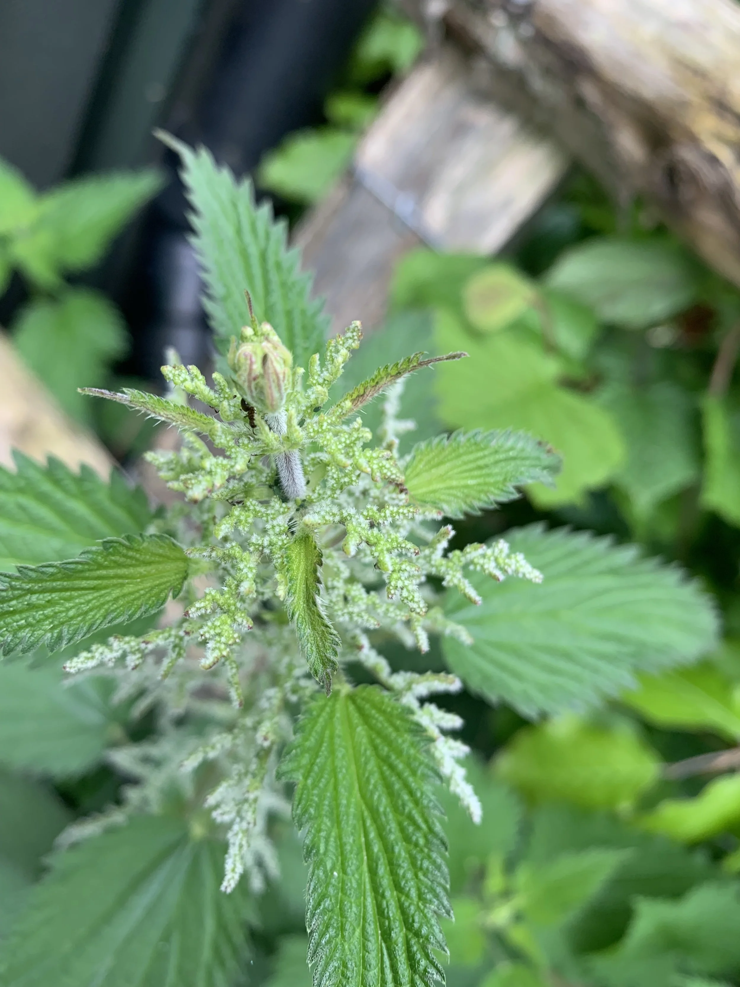 Close-up of a Stinging Nettle plant with green leaves and white pistils, growing outdoors.