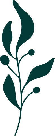 A simple, stylized dark green botanical illustration with leaves and small round berries.