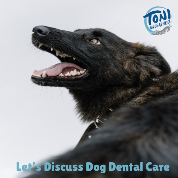 Let’s Discuss Dog Dental Care