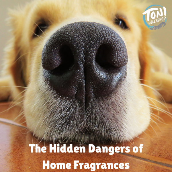 The Hidden Dangers of Home Fragrances