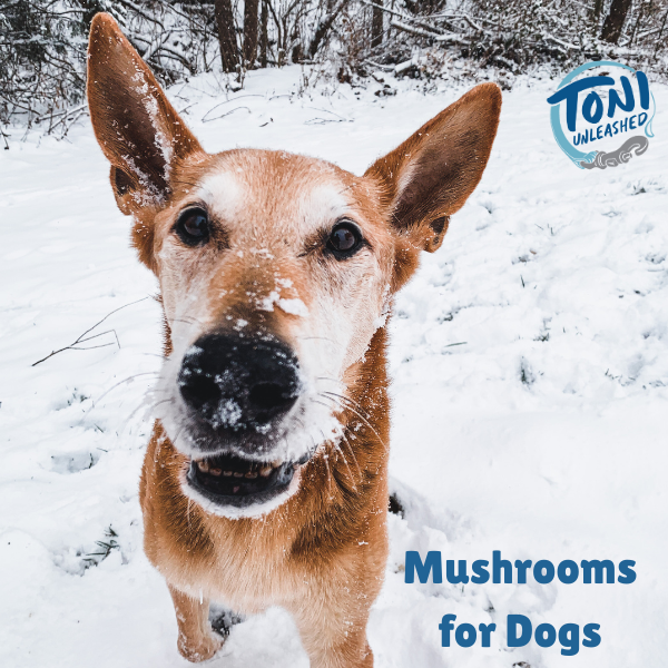 Mushrooms for Dogs