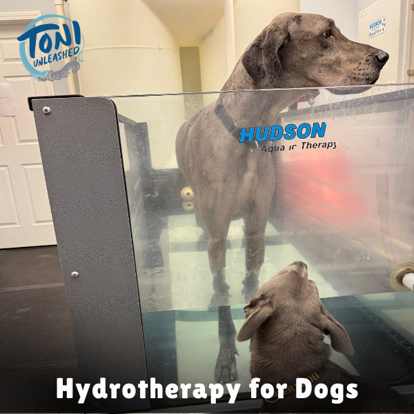 Hydrotherapy for Dogs