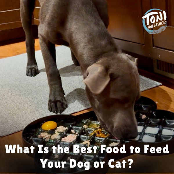 What Is the Best Food to Feed Your Dog or Cat?