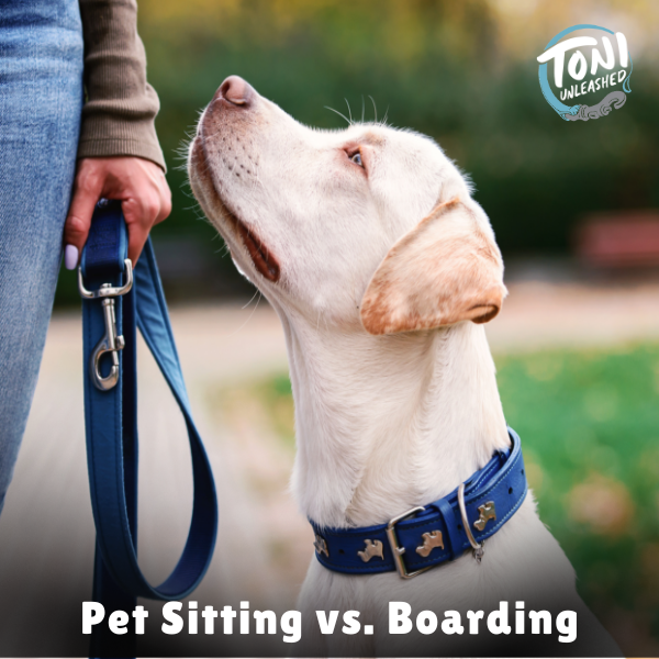 Pet Sitting vs. Boarding