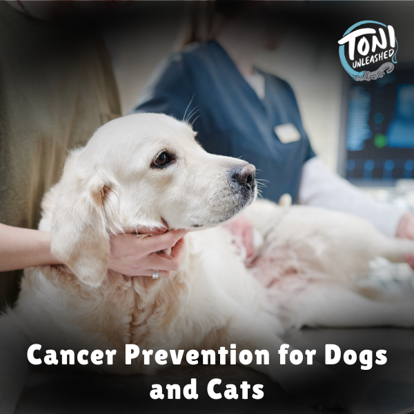 Cancer Prevention for Dogs and cats