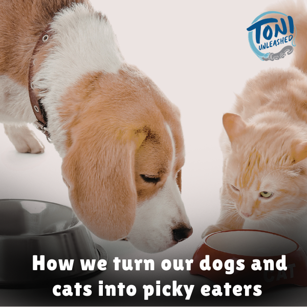 How We turn our dogs and cats into picky eaters
