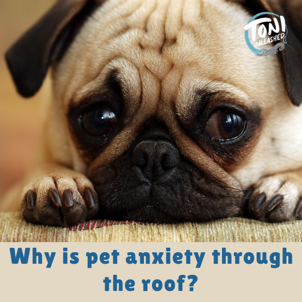Why Is Pet Anxiety Through the Roof?