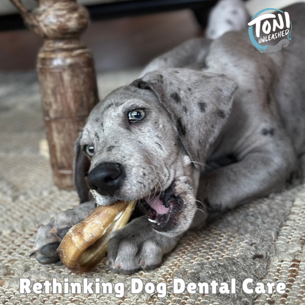 Rethinking Dog Dental Care (Yes, Really)