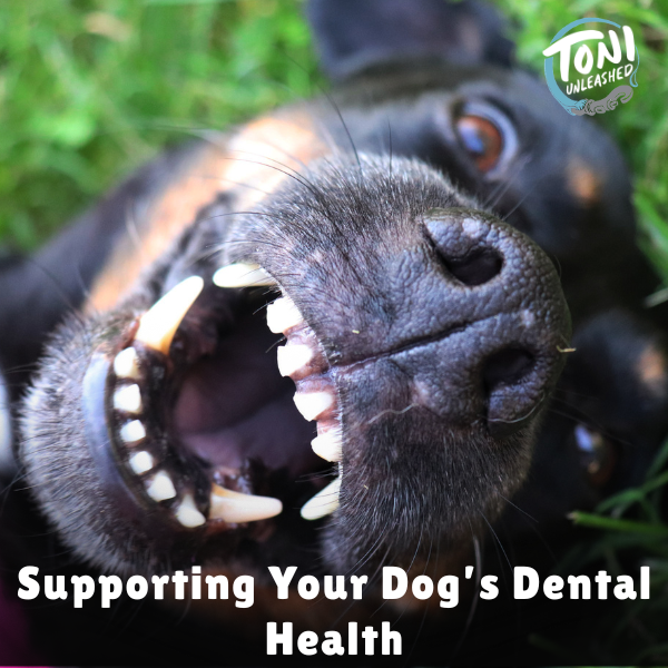 Supporting Your Dog’s Dental Health