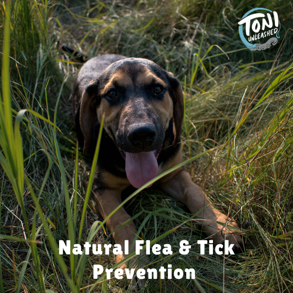 Natural Flea &amp; Tick Prevention