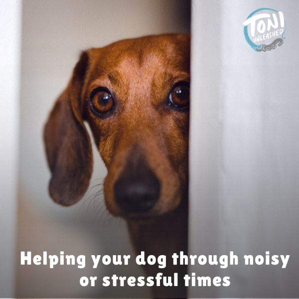 Stop Saying "It's Okay" to Your Dog During Storms