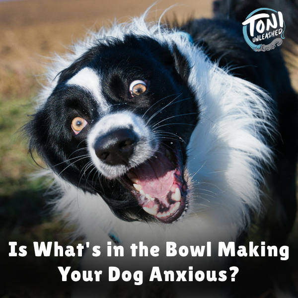 Is What's in the Bowl Making Your Dog Anxious?