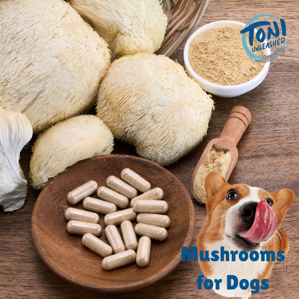Mushrooms for Dogs