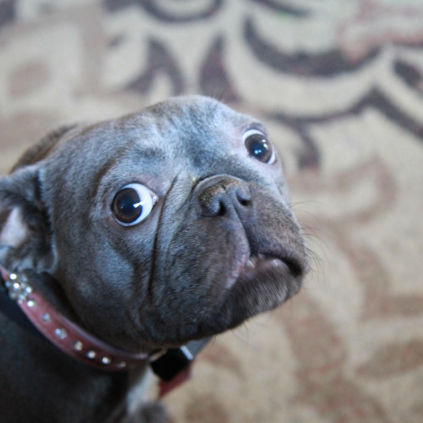 Overweight small dog