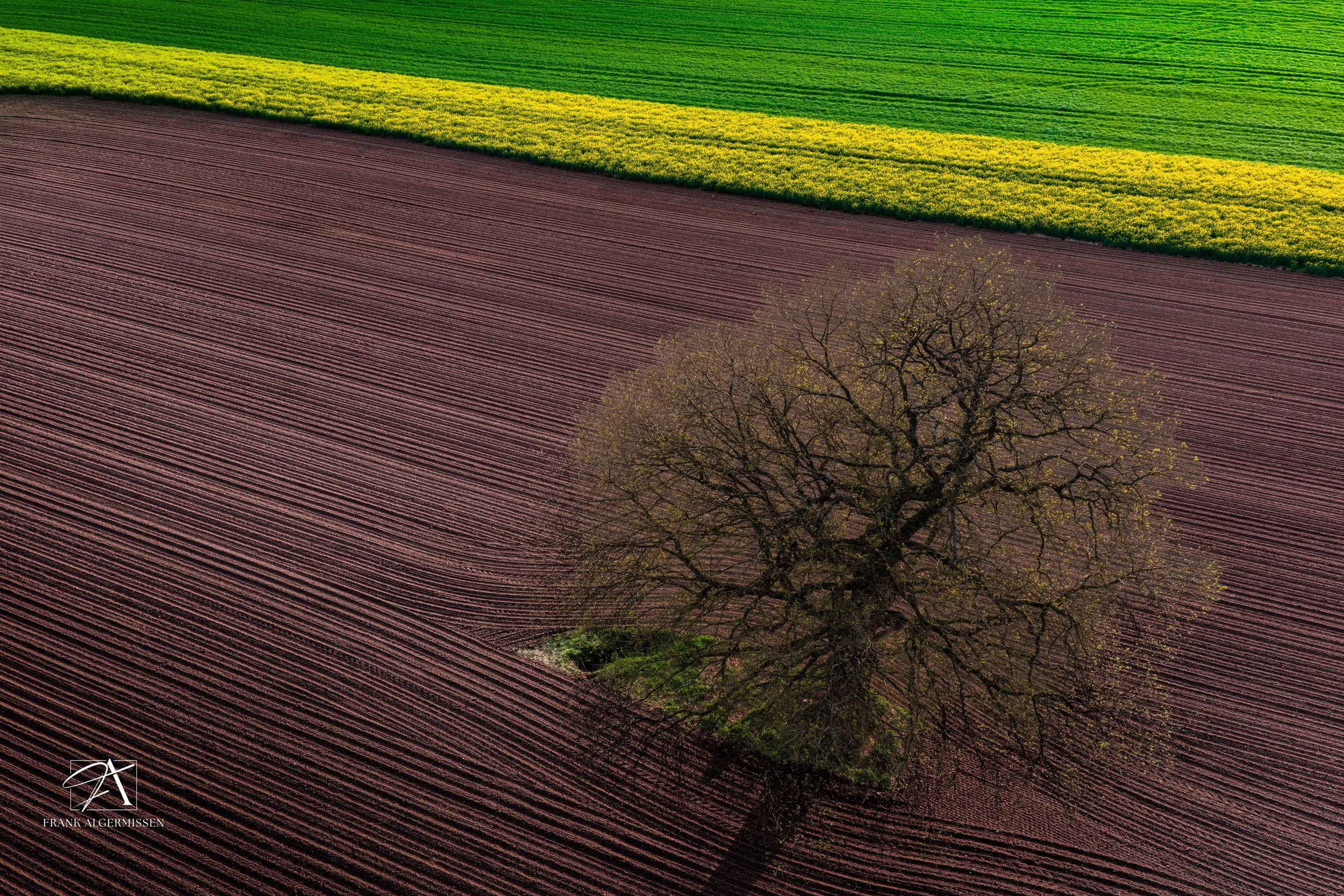 Aerial view of a landscape with a large leafless lonely tree in the foreground various cultivated fields, colored in brown, yellow rapeseed and green.