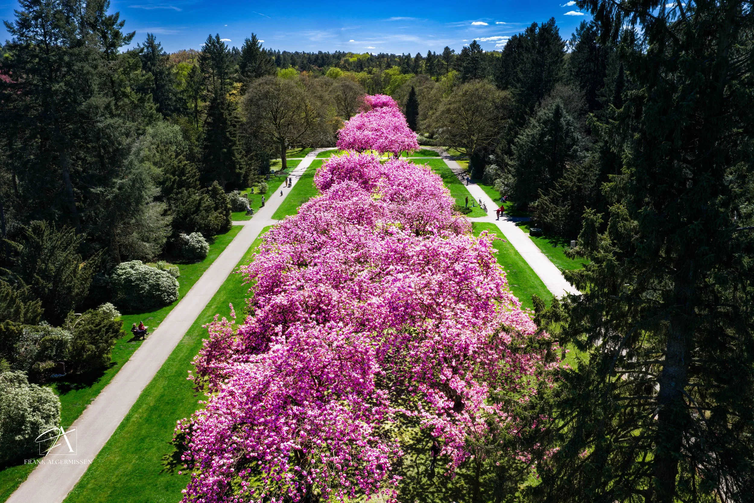 Aerial view of a park with pink flowering cherry blossom trees in the center, surrounded by green trees and paths, under a blue sky with scattered clouds.