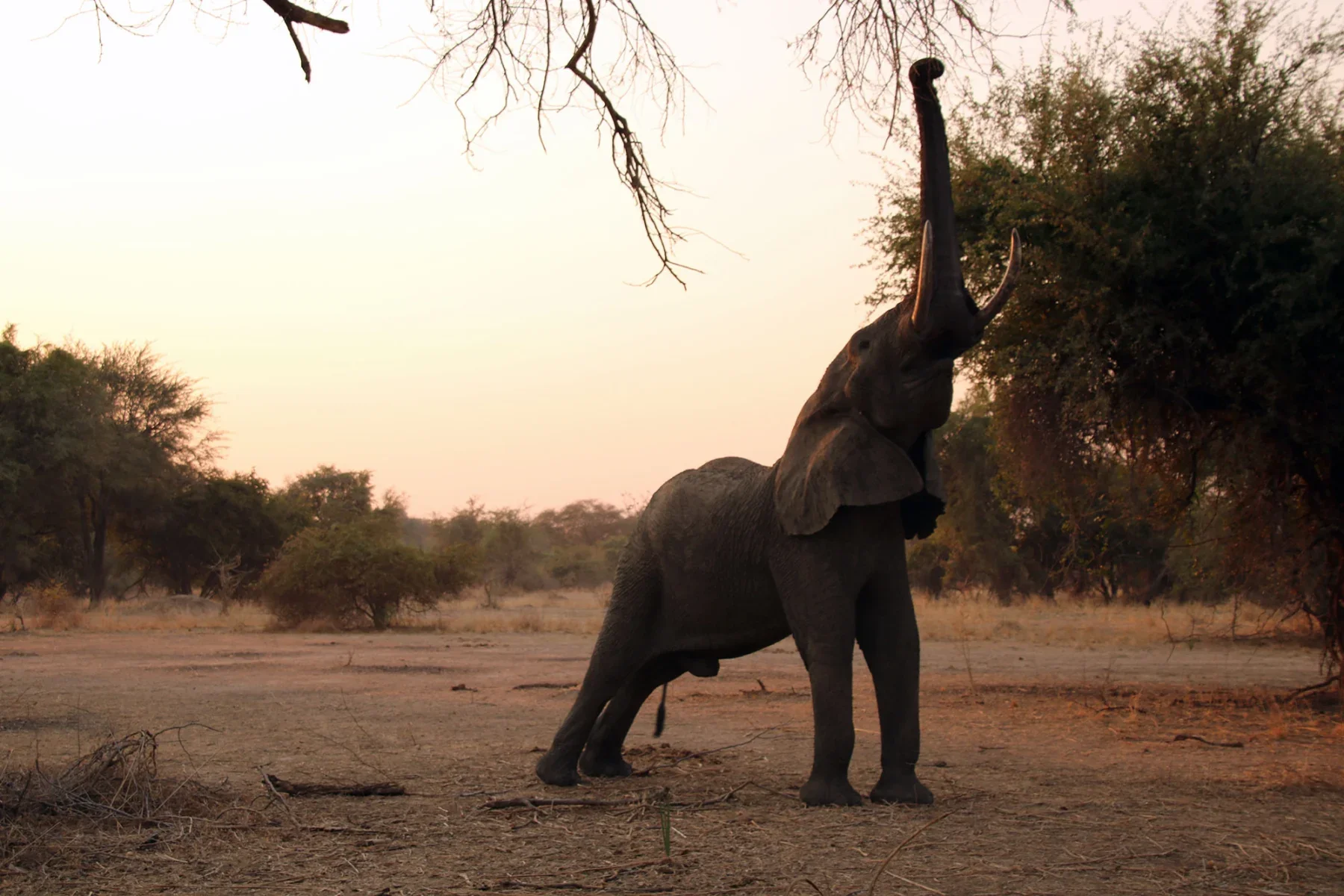 10 Fascinating Lessons You Can Learn on Safari  ||  AFAR
