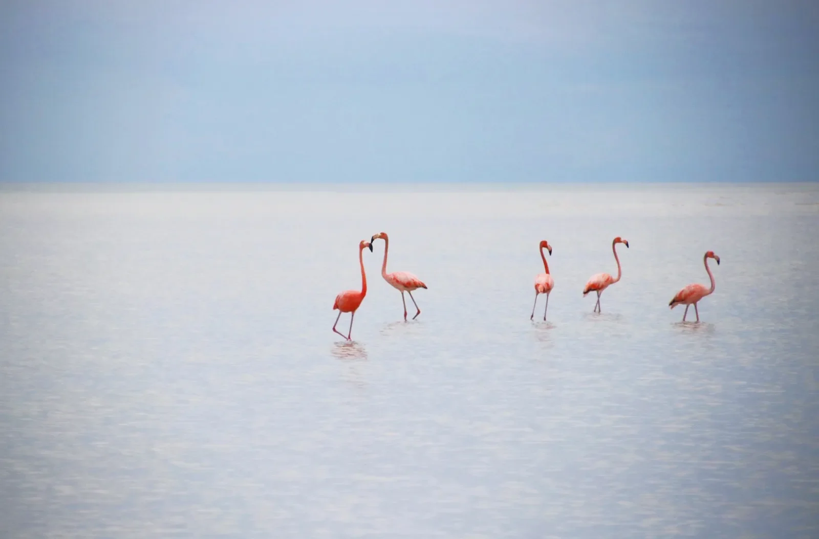 Flamingos, Whale Sharks, and the Magic of Mexico’s Isla Holbox  ||  Vogue