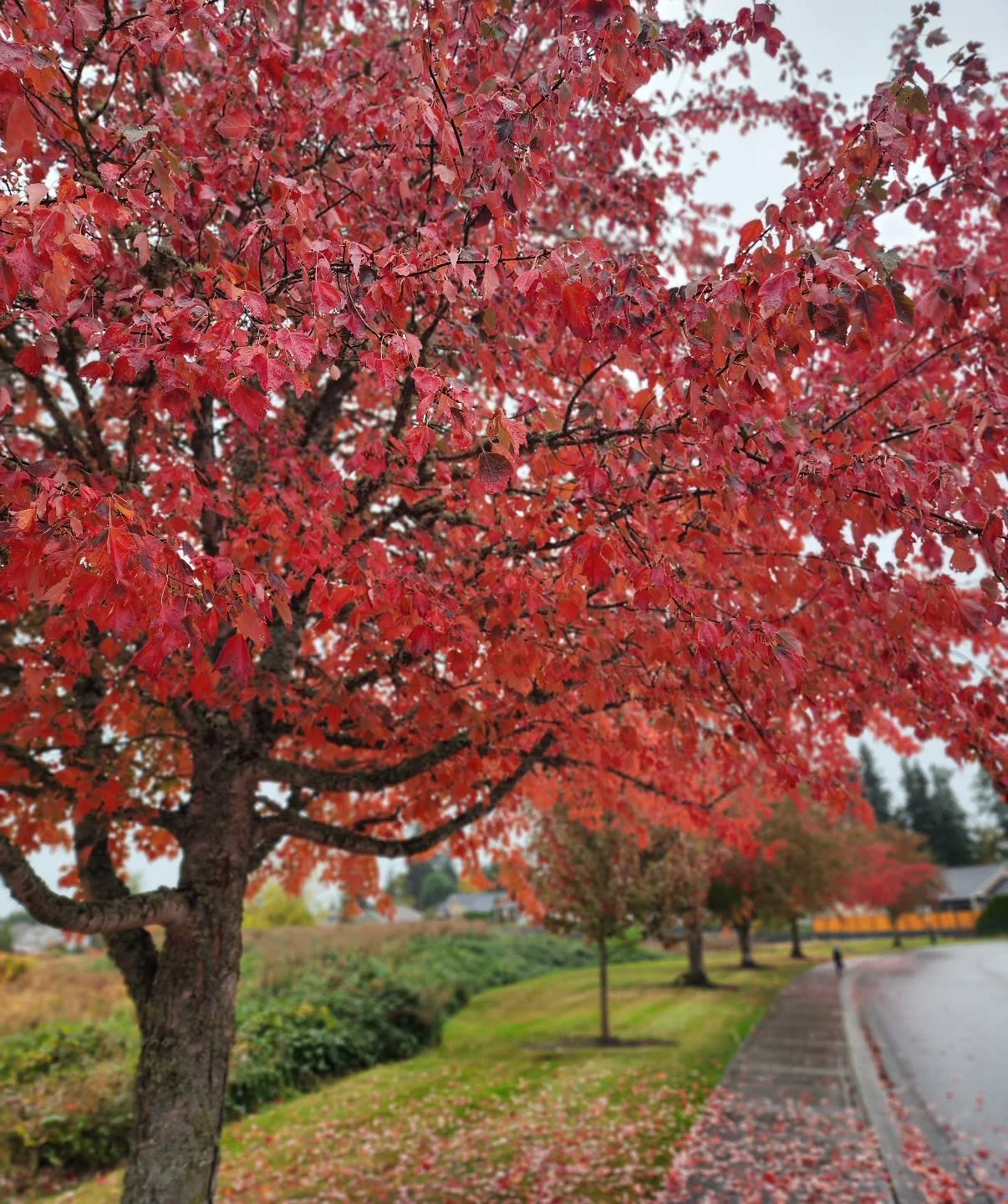 The beautiful colors of a changing season ❤️ 🍂