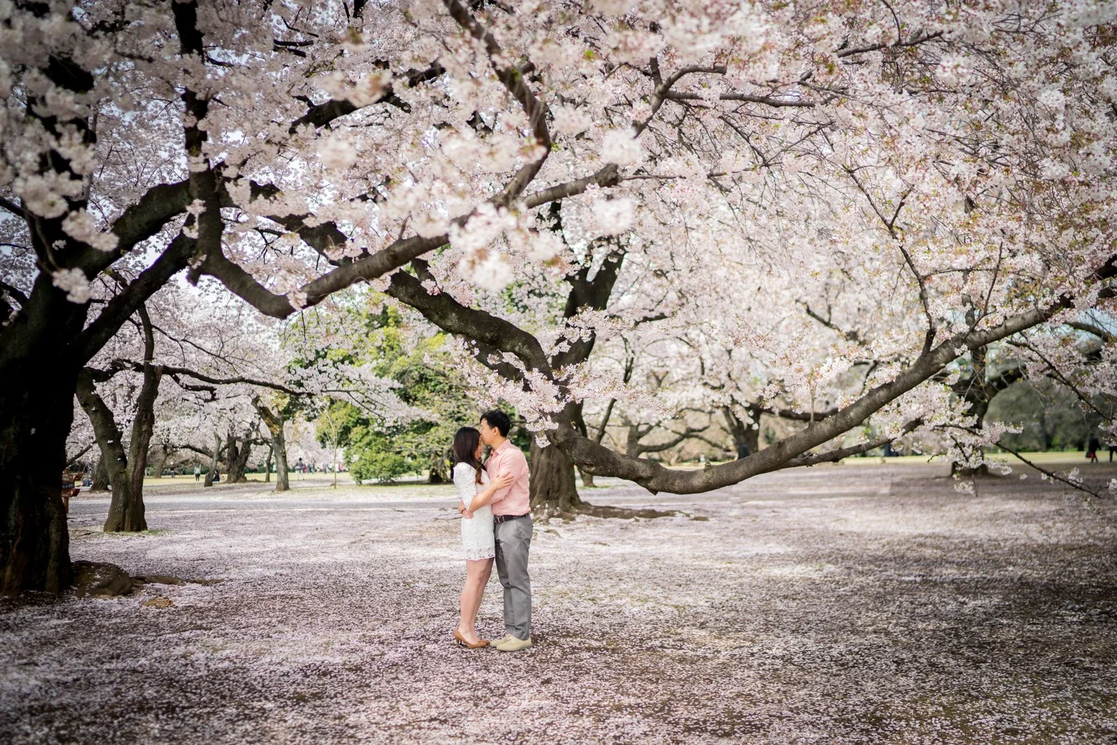 Tokyo Engagement Photographer: Sakura Snow at Shinjuku Gyoen