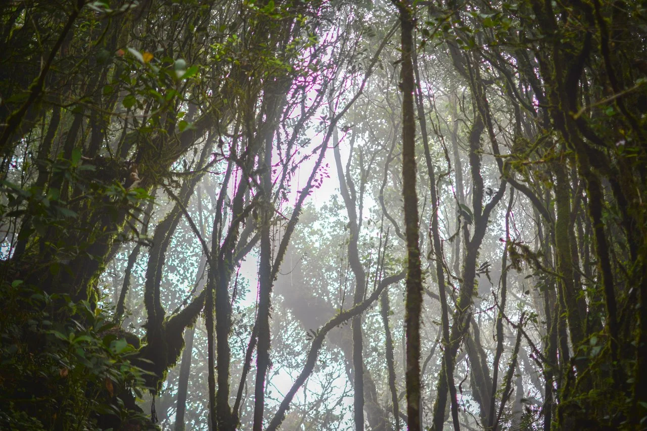 Mossy Forest, Malaysia
