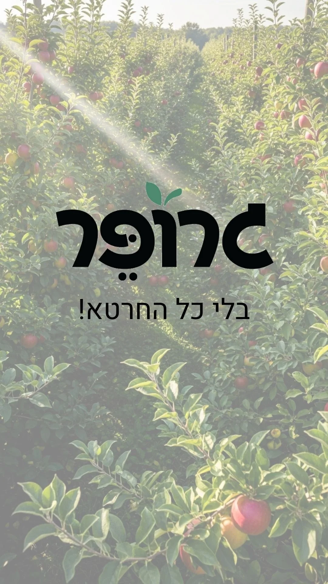 גרופר