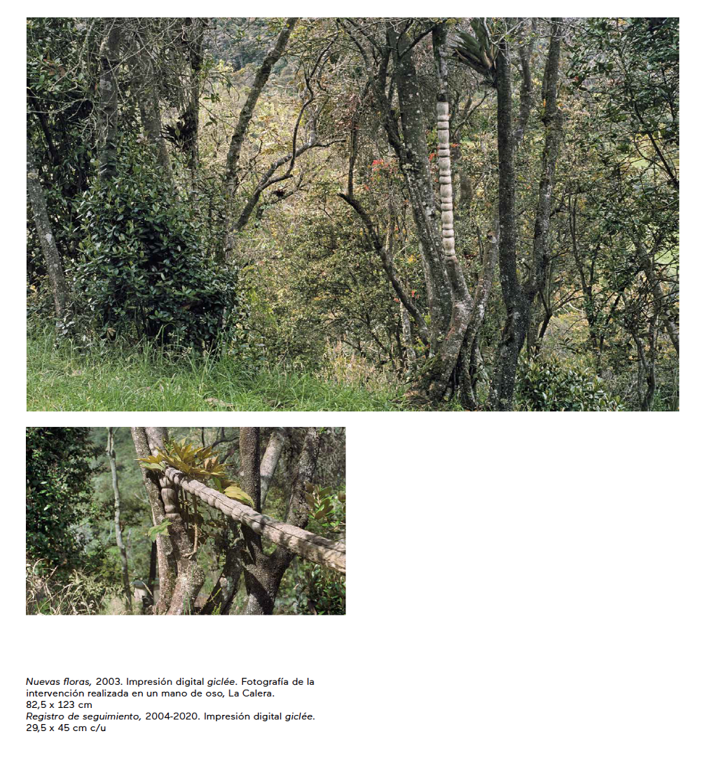 Escallon - Nuevas Floras - 2020 -6.png