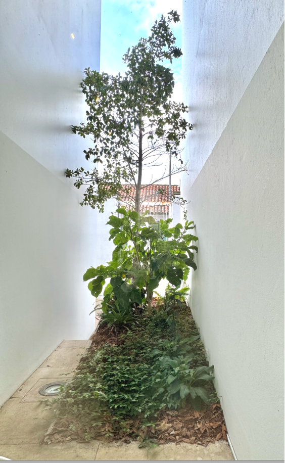 Serie “Encuentros”-
Jardin instalado en una de los pasajes de Museo Miguel Urrutia. La señal morse  entra a la sala, mensaje decodificado en una pequeña pantalla cerca de la ventana.
10 m x 3,50 x 9 metros